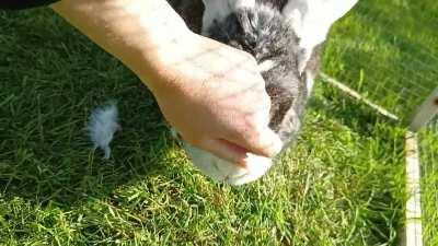 My weirdo. Might not be the prettiest but he sure is the cuddliest.