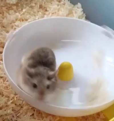 Hammy discovers that his wheel is also a speedy spinner