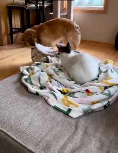 we all know who runs the house