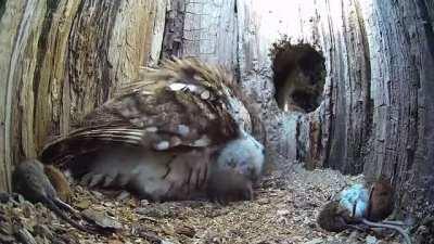 Mother owl's eggs fail to hatch two years in a row. Two motherless rescued owl babies are placed in her nest, and she immediately embraces them. The mother herself is a rescue owl.