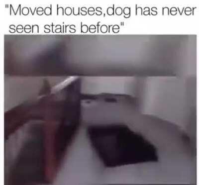 I curiosity killed the cat, then what about dogs?