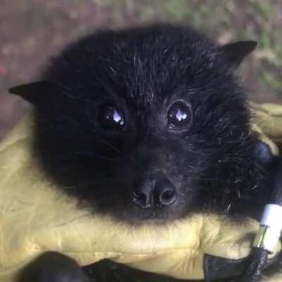 This is the critically endangered Christmas Island Flying Fox, one of 20 mammals that the Australian Government has prioritised resource allocation to support the species recovery effort. They are unique from other bats because they are active during the 