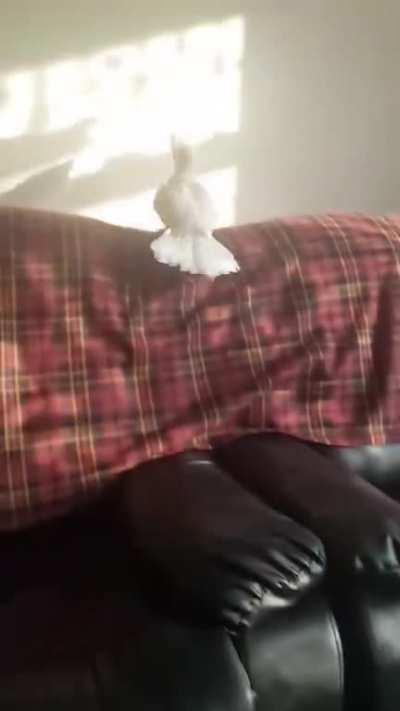 Look at this drone go beserk when it lost its target