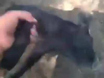 Upvote para que el admin reaccione a Rodolfo