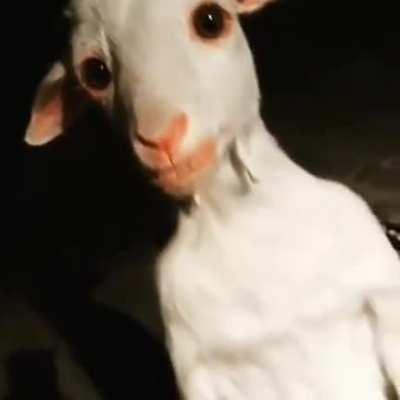 cursed_goat