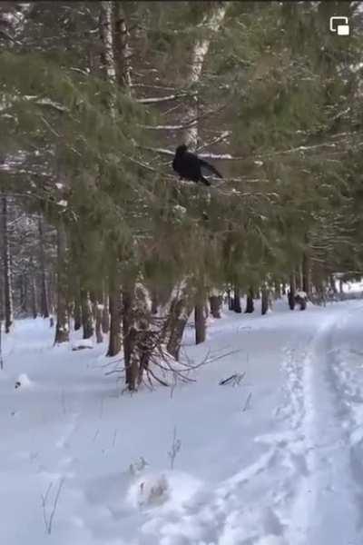 A well trained Raven