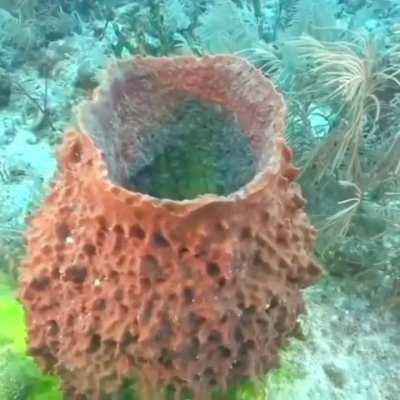 This is how a sea sponge pumps water out