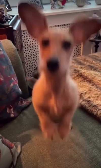 BOUNCE BOUNCE BOUNCE BOUNCE