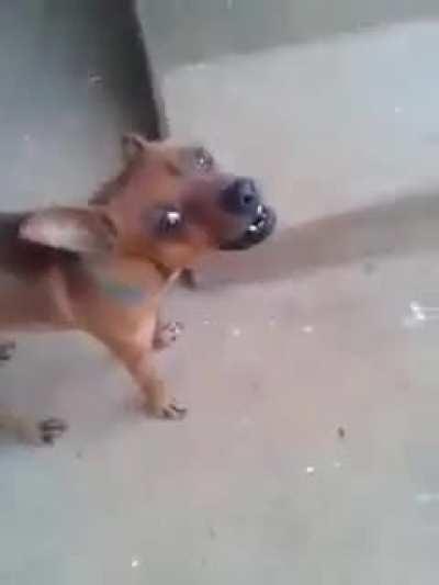 Cachorro do flamengo foda-se