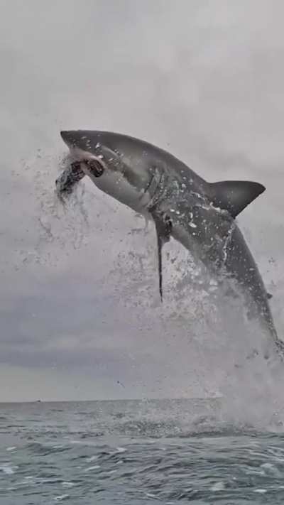 Great white shark hits a decoy