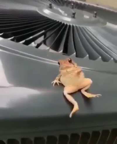 How we're all gonna be when WLR drops