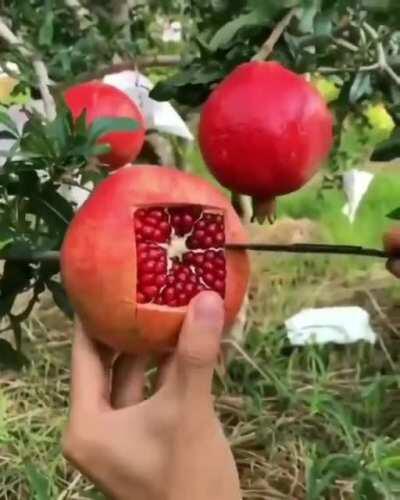 Mess-free way to cut a pomegranate