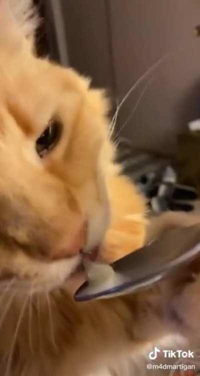 Icecream and a cat