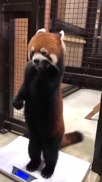 apple can make red panda happy to be weighed
