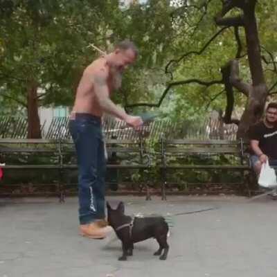 Cute Frenchie Meets a Friend