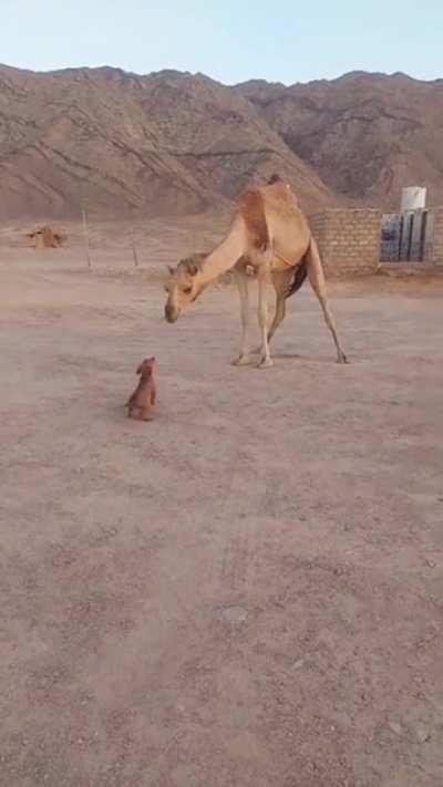 When I finally get to kiss my super tall crush