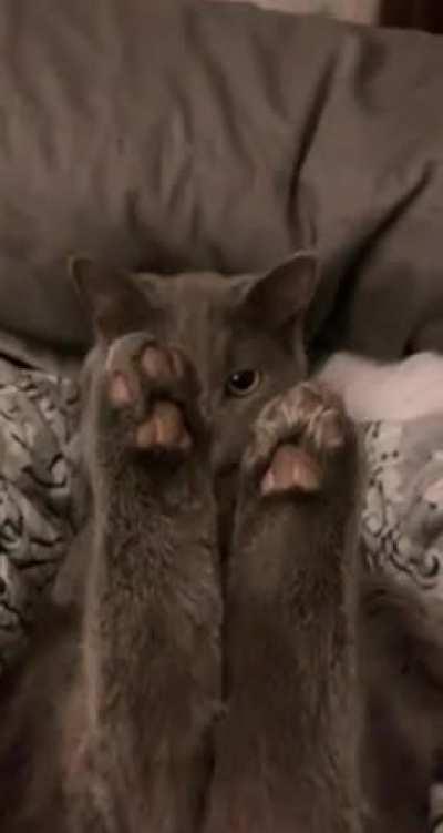 Котя недоволен