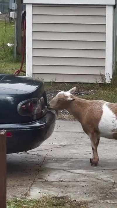 It’s an acquired taste