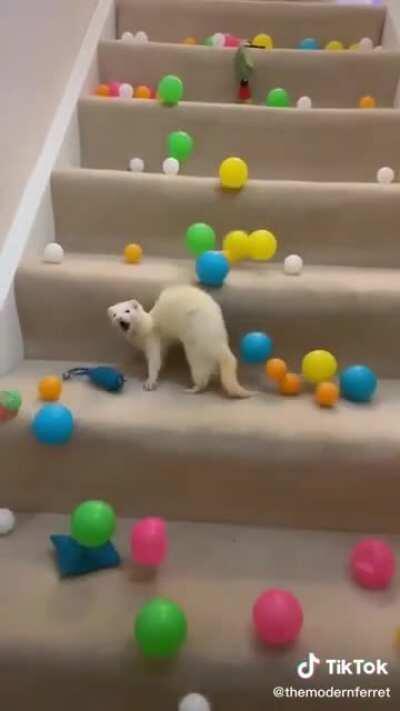 This deaf ferret has the cutest surprise face