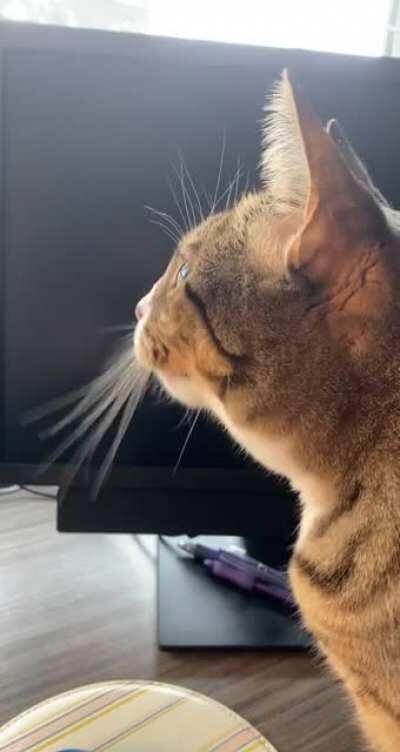 Yelling at the birds outside