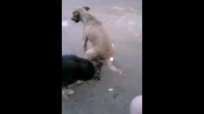 O tigrão vai te ensinar