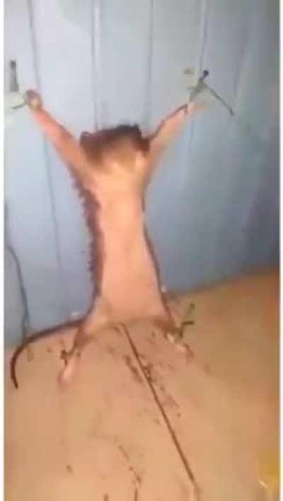 Chef skinner taunts Remy with cheese (Ratatouille Alternate Ending)