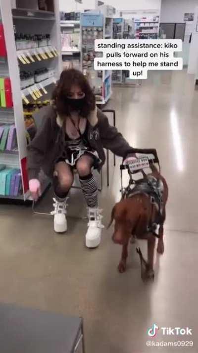 A dog with many jobs and he does them all well!