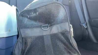 On the way to the vet