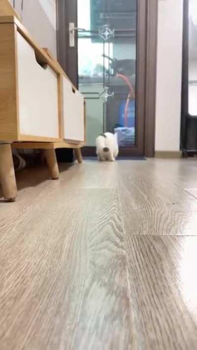 Cats can play fetch too