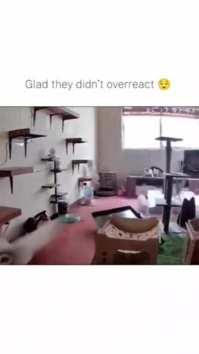 Solo se callo un gato