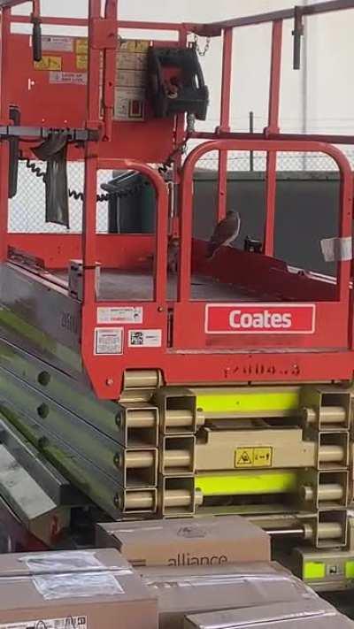 A couple of Nankeen Kestrels that are part of a large family that regularly roosts at my work.