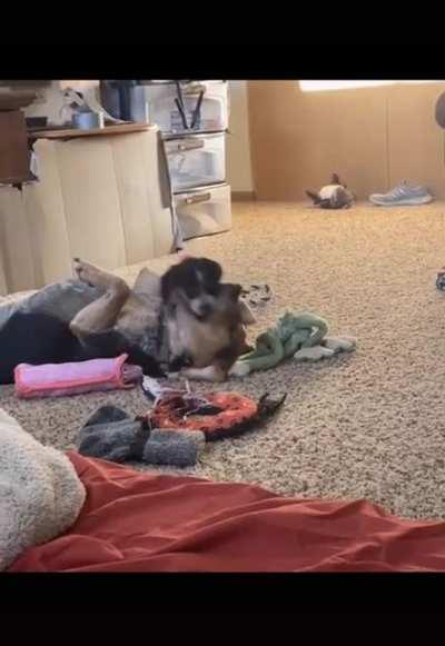 Watch them become bestfriends.