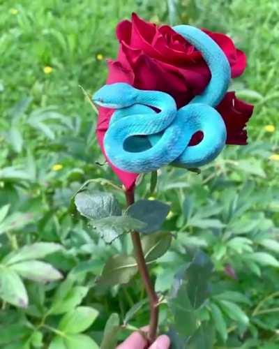 The Serpent in the Garden