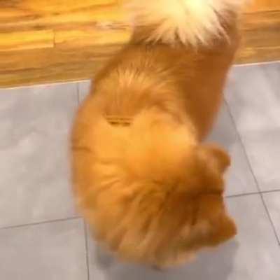 Песик и вкусняха