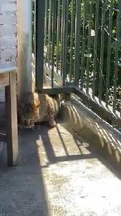 Neighbors blocking their cat from going to my friend's apartment. But apparently, he still wants to go pay him a visit.