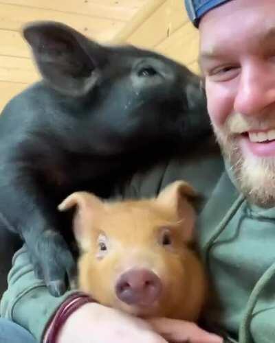 You can tell how much these piggies missed Dan after he was away for a week (from Barn Sanctuary)