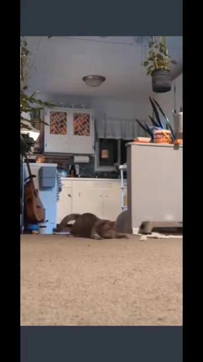 Wiggle Wiggle Wiggle