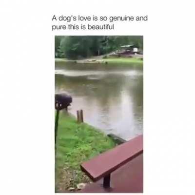 humanity doesn’t deserve dogs