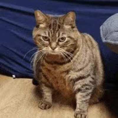 Not my chonker but a CHONK nonetheless