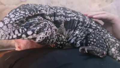 My tegu is more like a dog than a lizard