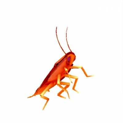 Everybody gangsta till cockroach goes... (If this gets viral, I will realese full track)
