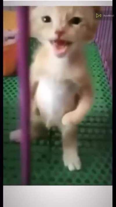 Upright Meowing kitten 