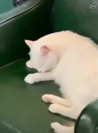 Cat licking her paw.