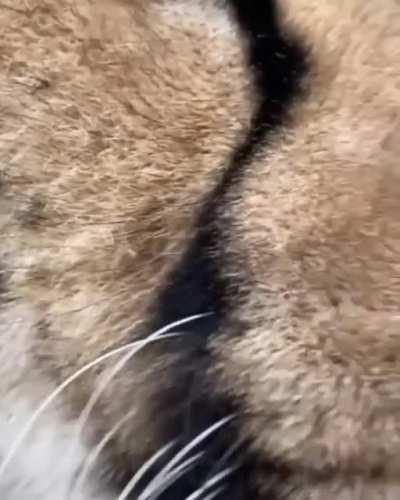 Booping a Cheetah's Tongue