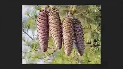 pinecone