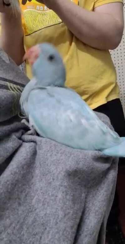 BabyBorb