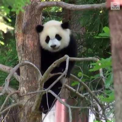 Xiao Qi Ji, the Smithsonian National Zoo's newest giant panda cub, made his public debut as the National Zoo reopens to visitors...