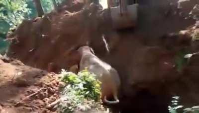 Wild elephant salutes the men who rescued their baby elephant from a ditch.