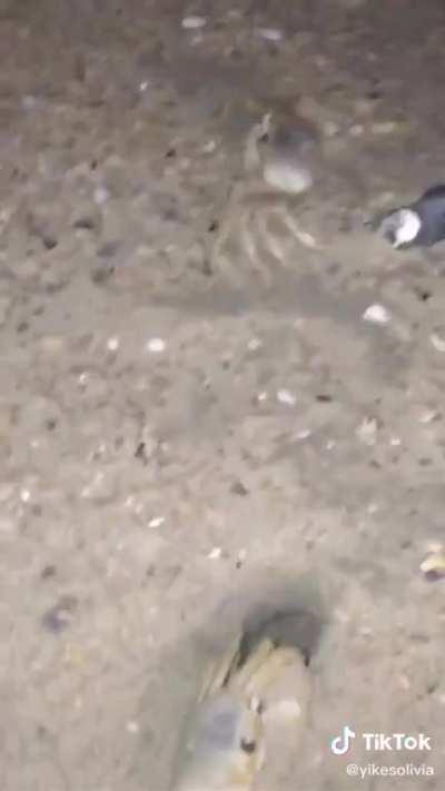 angry crab throws sand