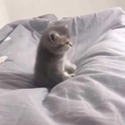 ❤️❤❤️ Meow. I said MEOW! ❤️❤❤️